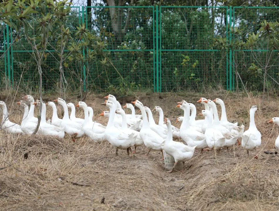 e452f7c7f0671e1511f485cf3763d8ff